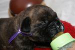 puppies_264_t1.jpg