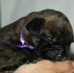 puppies_271_t1.jpg