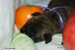 puppies_287_t1.jpg