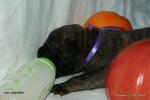 puppies_288_t1.jpg