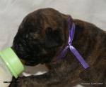 puppies_291_t1.jpg