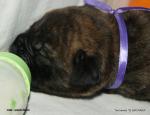 puppies_292_t1.jpg