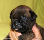 puppies_384_t1.jpg