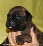 puppies_385_t1.jpg