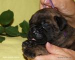 puppies_398_t1.jpg
