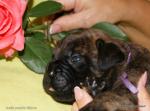 puppies_401_t1.jpg