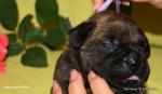 puppies_411_t1.jpg