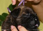 puppies_413_t1.jpg