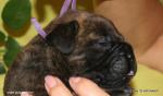 puppies_414_t1.jpg