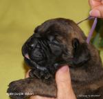 puppies_415_t1.jpg