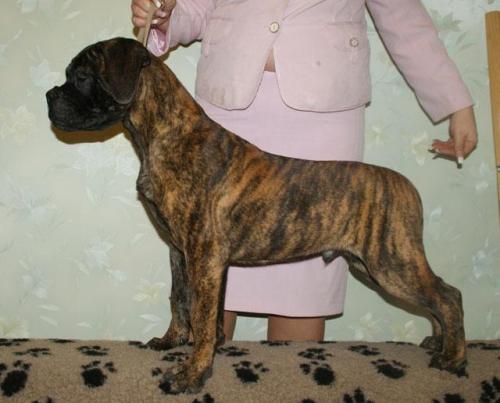 ronya_1.jpg