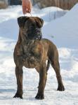 Открыть альбом brindle_male2.jpg